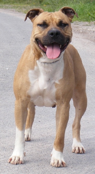 Les American Staffordshire Terrier de l'affixe Of big-idle