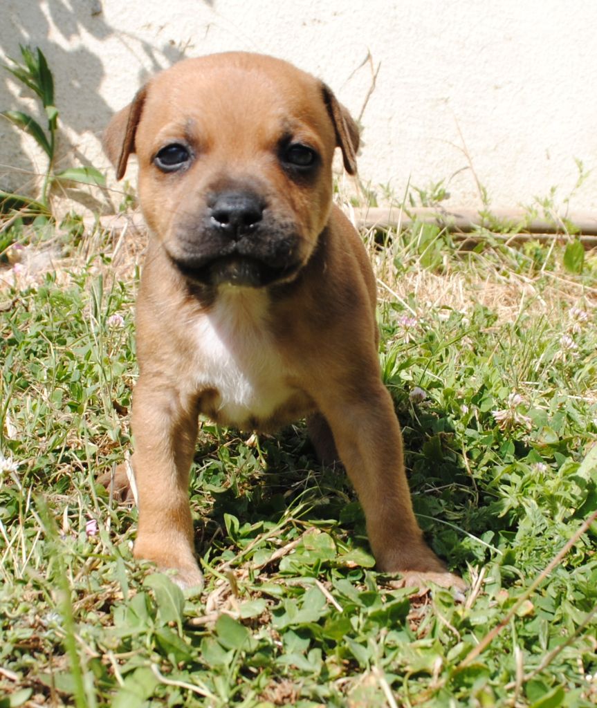 Of big-idle - Chiots disponibles - Staffordshire Bull Terrier