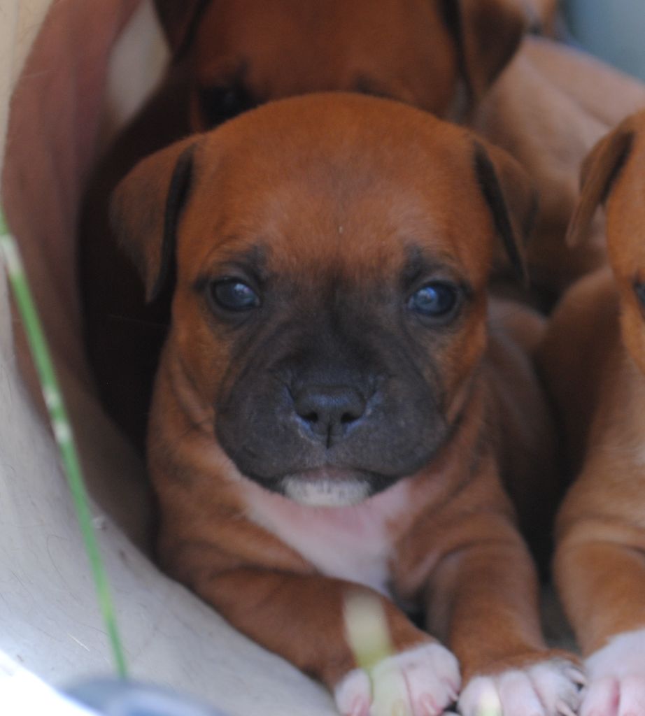 Of big-idle - Chiots disponibles - Staffordshire Bull Terrier