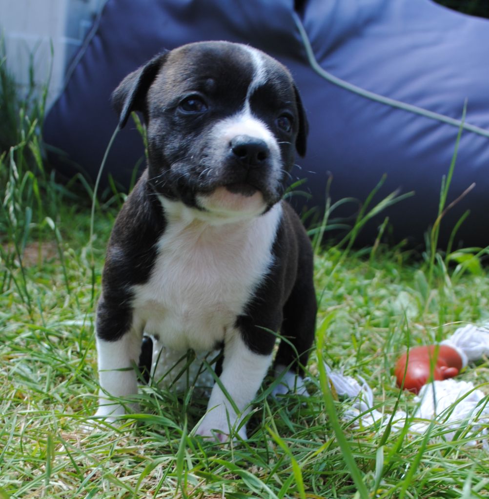 Of big-idle - Chiots disponibles - Staffordshire Bull Terrier