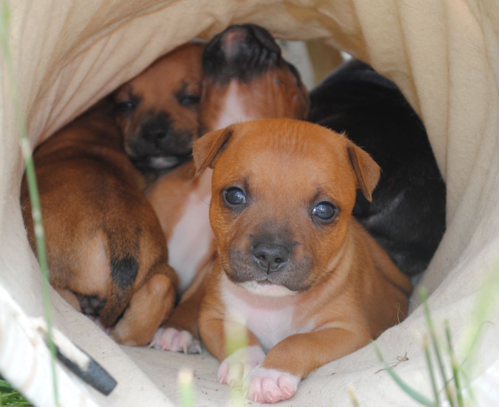 Of big-idle - Chiots disponibles - Staffordshire Bull Terrier