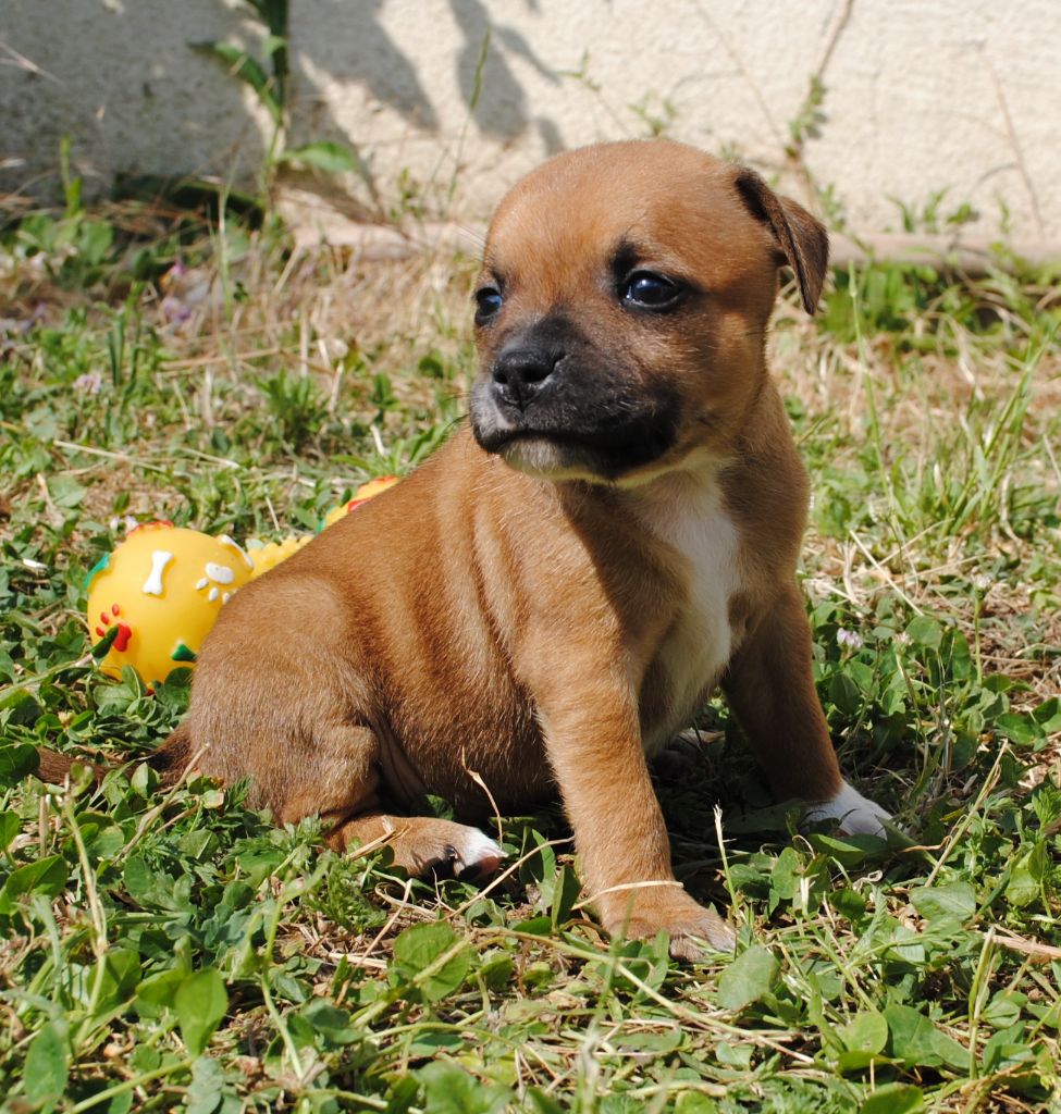 Of big-idle - Chiots disponibles - Staffordshire Bull Terrier